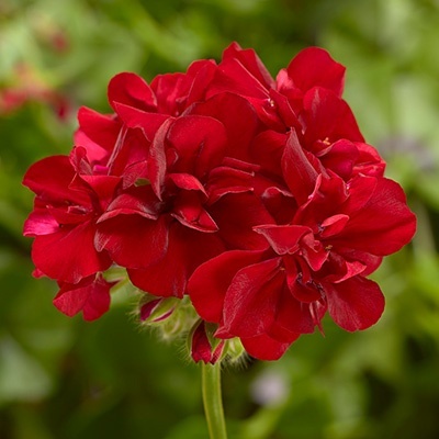 geranium_pelargonium-peltatum-corriente-dark-red