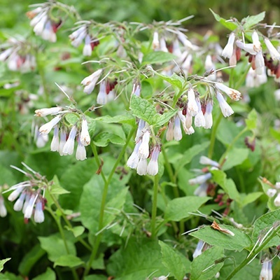 gewone_smeerwortel_symphytum-grandiflorum