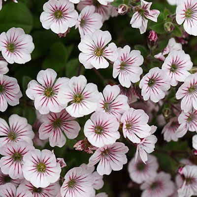 gipskruid_gypsophila-cerastioides-f1-pixie-splash