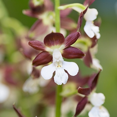 groenblijvende-tuinorchidee-calanthe