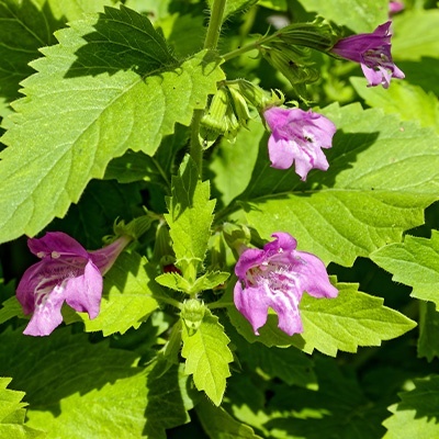 grote-steentijm-calamintha-grandiflora