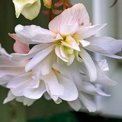 hangbegonia-begonia-x-tuberhybrida-illumination-f1-whites