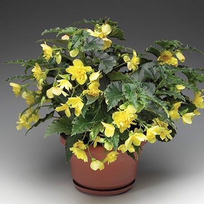 hangbegonia-begonia-x-tuberhybrida-tenella-f1-yellow