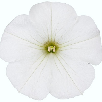hangpetunia-surfinia-petunia-x-atkinsiana-surfinia-snow-sunsurfkurif