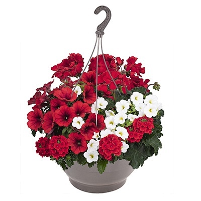 hangpot-mix-met-zomerbloeiers-confetti-garden-party-red-lights