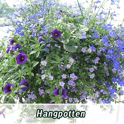hangpotten