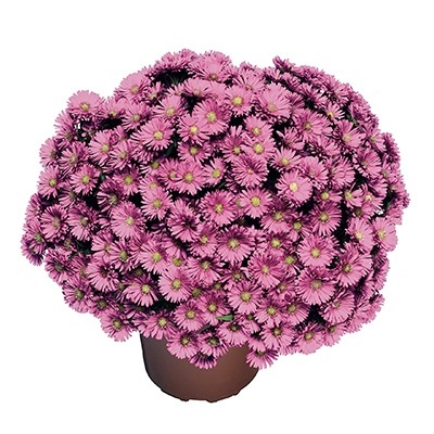 herfstaster-aster-novi-belgii-magic-pink-pink-yomagic-pbr