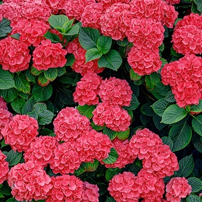hortensia-hydrangea-macrophylla-alpengluhen