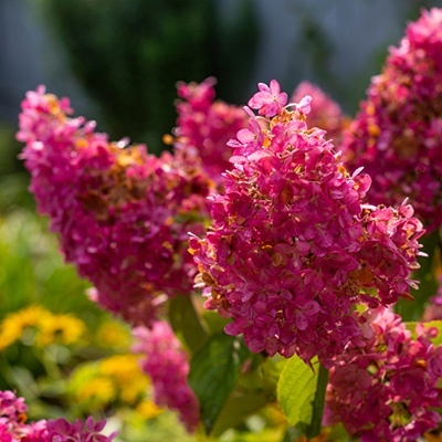 hortensia_hydrangea-paniculata-vanille-fraise