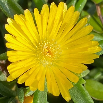 ijsbloemen_delosperma-cultivars-suntropics-yellow