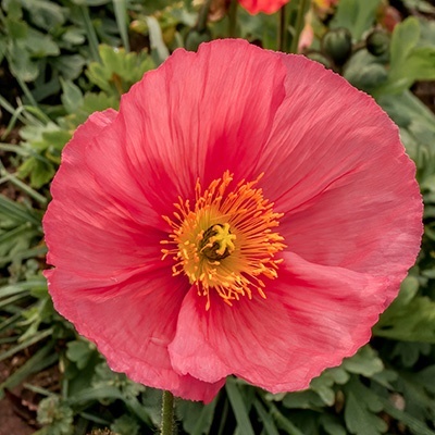 ijslandse_papaver_papaver-nudicaule-champagne-bubbles-f1-pink