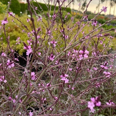 ijzerhard-verbena-officinalis-grandiflora-bampton