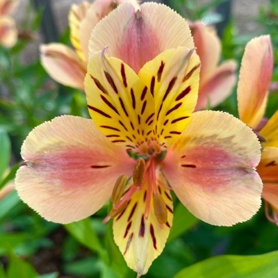 incalelie-alstroemeria-majestic-layon