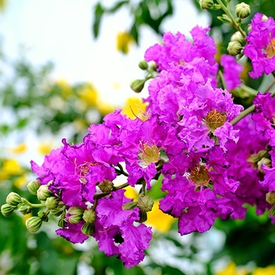 indische-sering-lagerstroemia-indica-violet-filli