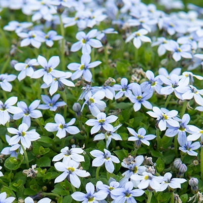 isotoma-pratia-pedunculata-country-park