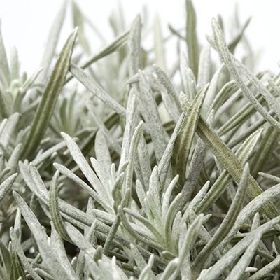 kerrieplant-helichrysum-italicum