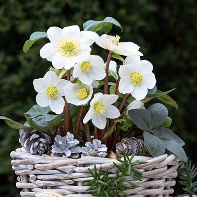 kerstroos-helleborus-niger
