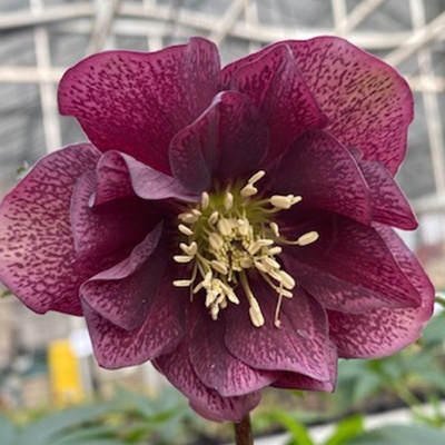kerstroos-helleborus-orientalis-purple-double