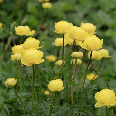 kogelboterbloem-trollius-cultorum-lemon-queen2