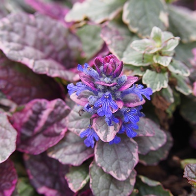 kruipend-zennegroen-ajuga-reptans-burgundy-glow