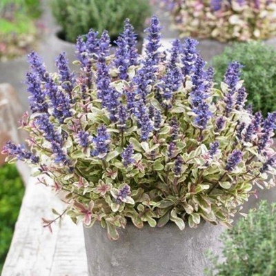 kruipend_zenegroen_ajuga-reptans-princess-nadia