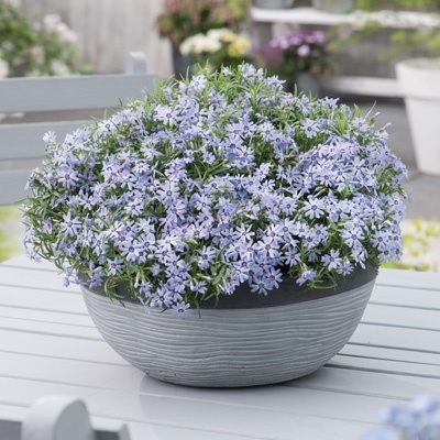 kruipphlox-phlox-subulata-fabulous-blue-dark-center