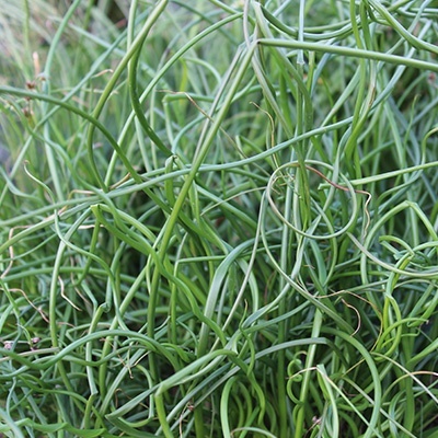 krulpitrus_juncus-effusus-spiralis