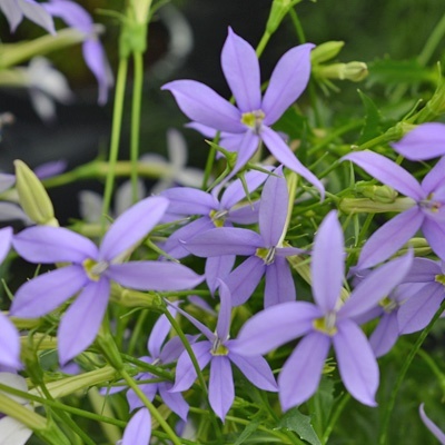 laurentia-isotoma-axillaris-laurita-blues