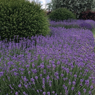 lavendel-lavandula-angustifolia-hidcote