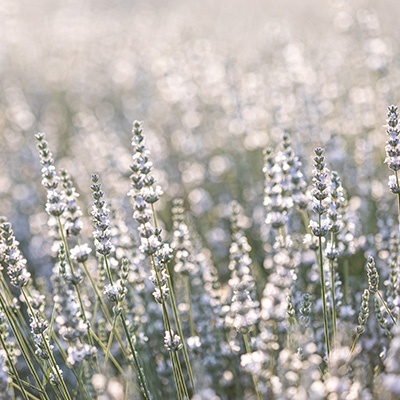 lavendel-wit-lavandula-angustifolia-edelweiss