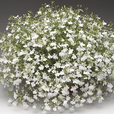 lobelia_lobelia-erinus-laguna-trailing-white