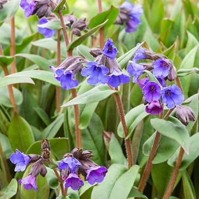 longkruid-pulmonaria-angustifolia-blue-ensign