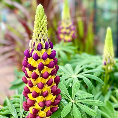 lupine-lupinus-manhattan-lights