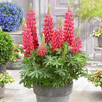 lupine-lupinus-west-country-red-rumwalterblom