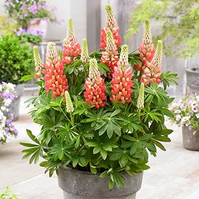 lupine-lupinus-west-country-tequila-flamewalterblom