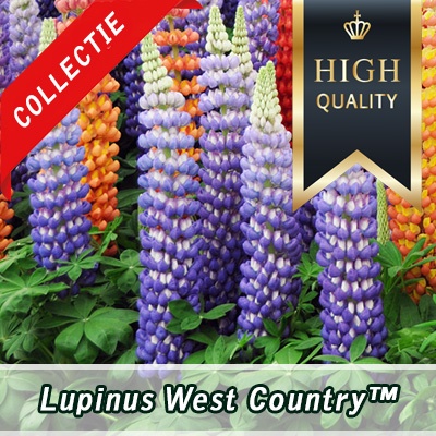 lupines
