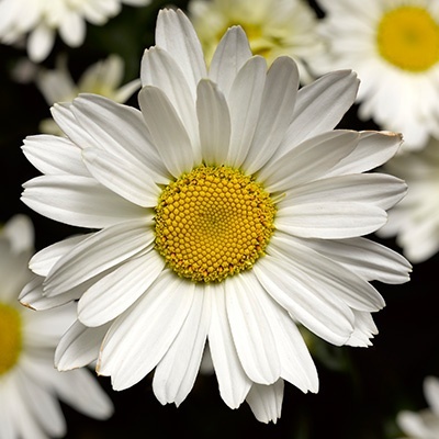 margriet-leucanthemum-maximum-western-star-libra-leuz0005-pbr