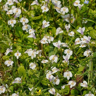 mazus-wit