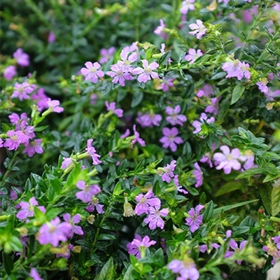 mexicaanse-heide-cuphea-hyssopifolia-myrto-pinks