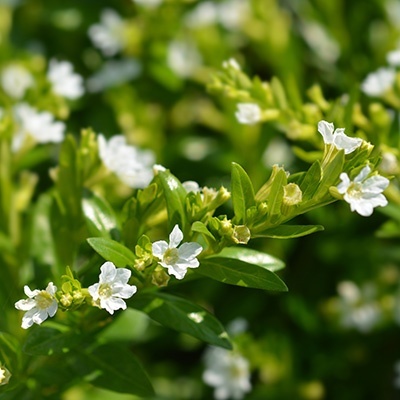 mexicaanse-heide-cuphea-hyssopifolia-myrto-whites
