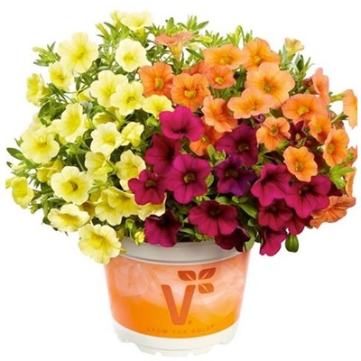 mini-petunia-calibrachoa-cultivars-calita-trio-velvet-orange-deep-yellowvolmary