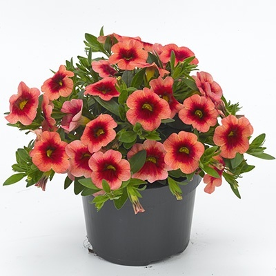 mini-petunia_calibrachoa-parviflora-conga-orange-kiss