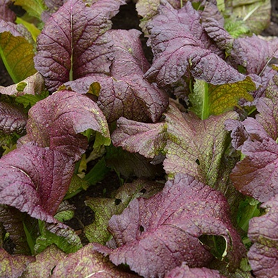 mosterdsla-brassica-juncea-red-giant