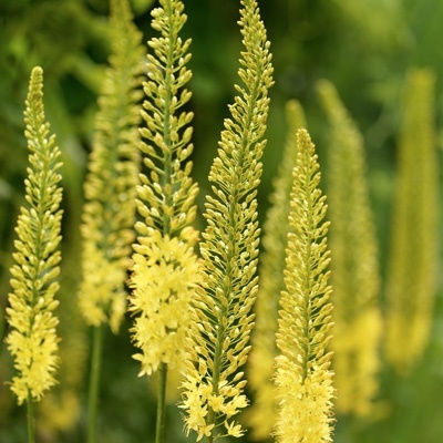 naald-van-cleopatra-eremurus-tap-dance