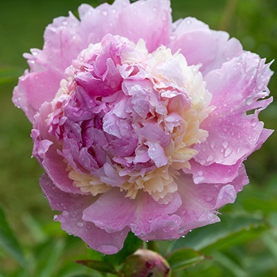 paeonia-lactiflora-angel-cheeks