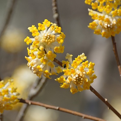 papierstruik-edgeworthia-chrysantha