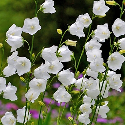 perzikbladklokje-campanula-persicifolia-takion-f1-whites_1165568755