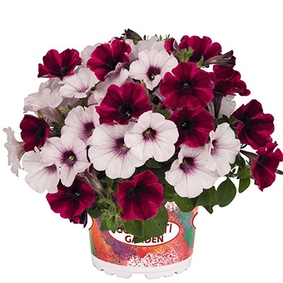 petunia-mix-confetti-garden-duo-stormy-orchid