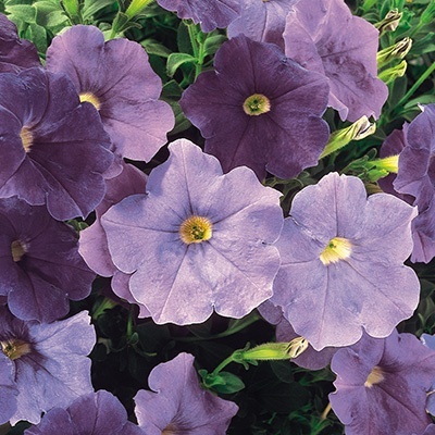 petunia-petunia_alpetunia_lightblue