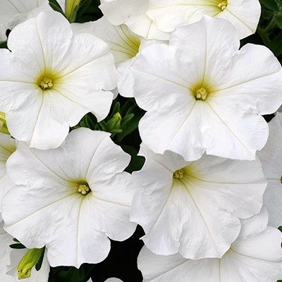 petunia-petunia_bonnie_white
